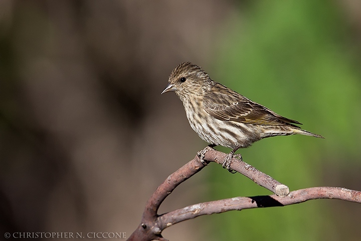 Pine Siskin