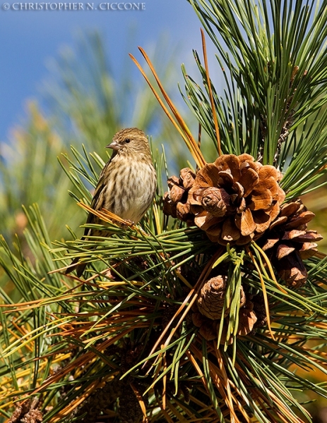 Pine Siskin