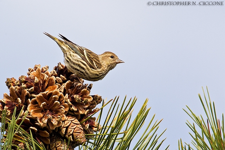 Pine Siskin