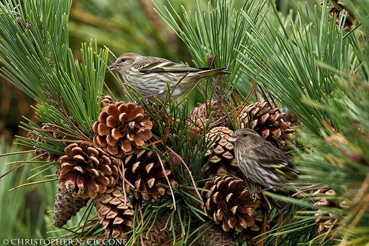 Pine Siskin