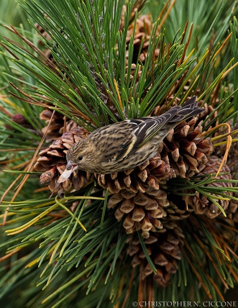 Pine Siskin