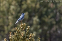 Pinyon Jay