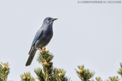 Pinyon Jay