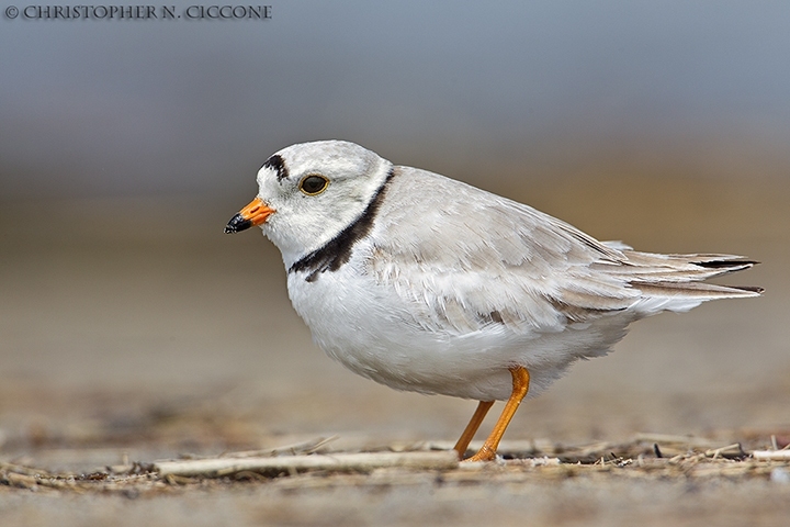 Piping Plover