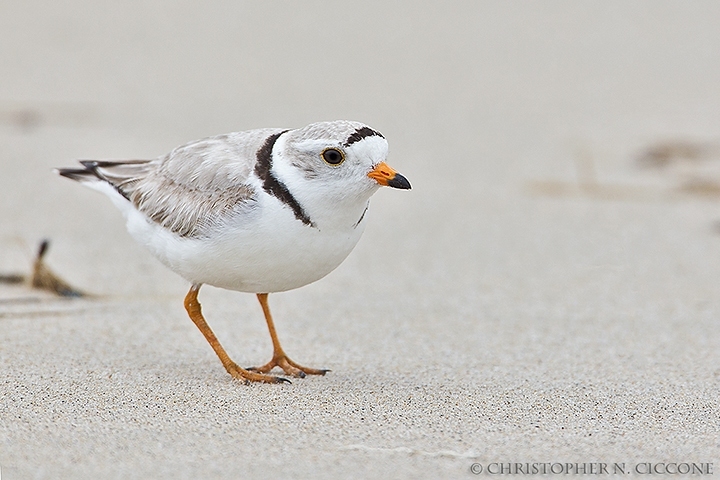 Piping Plover