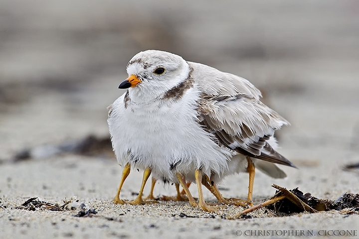 Piping Plover