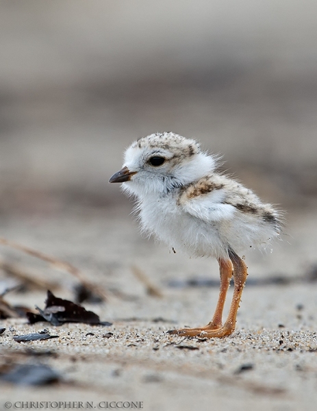 Piping Plover