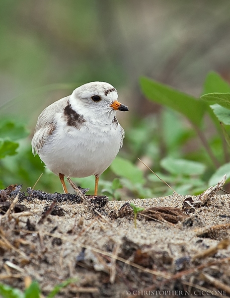 Piping Plover