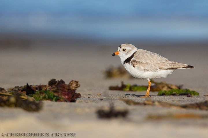 Piping Plover