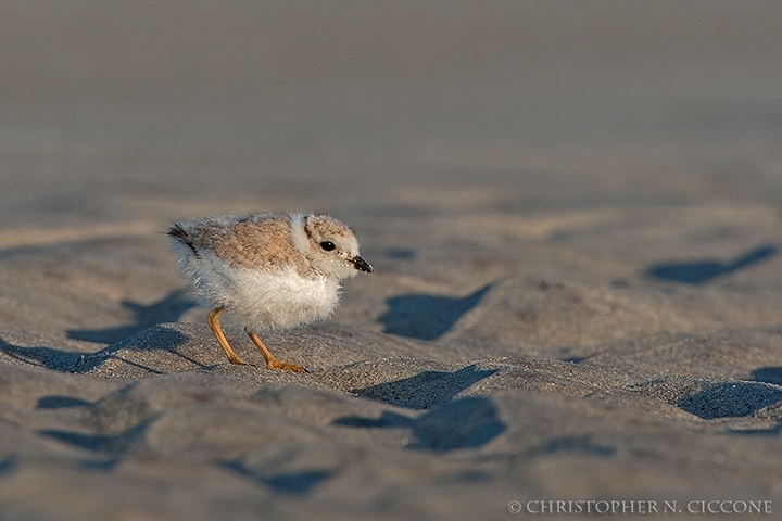 Piping Plover