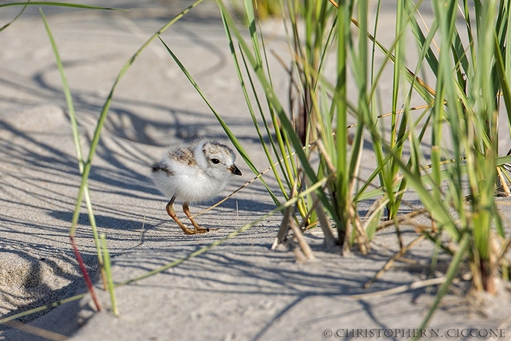 Piping Plover