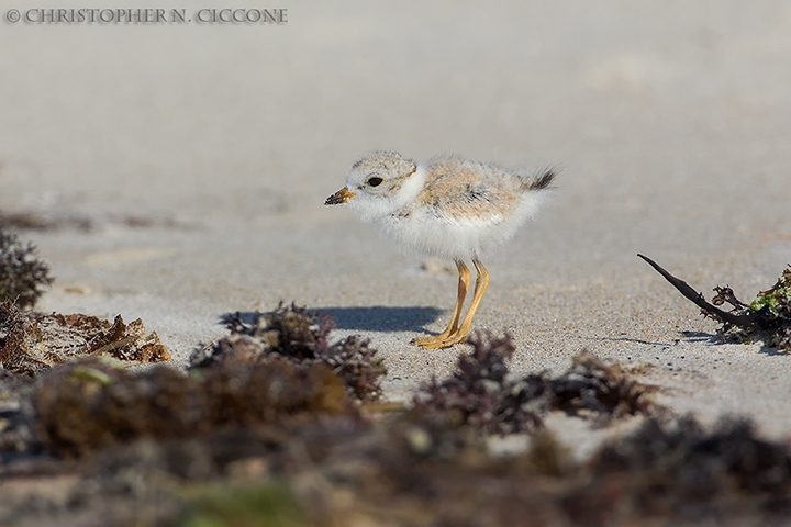 Piping Plover