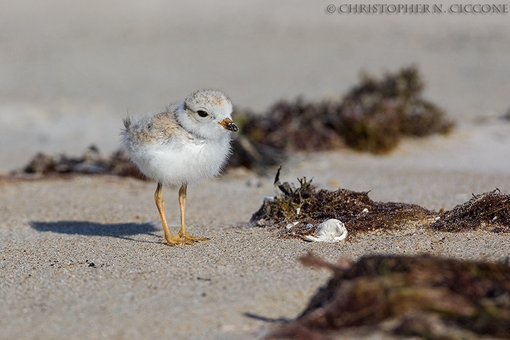 Piping Plover