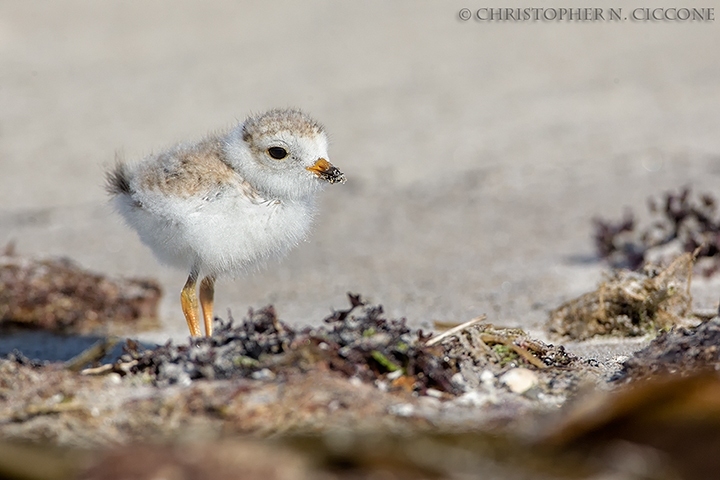 Piping Plover