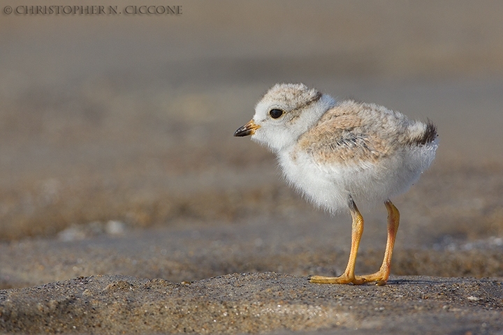 Piping Plover