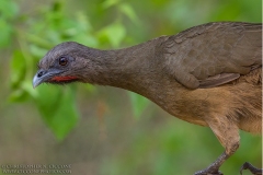 Plain Chachalaca