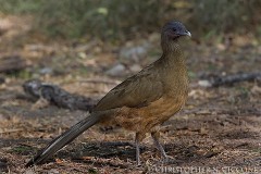 Plain Chachalaca