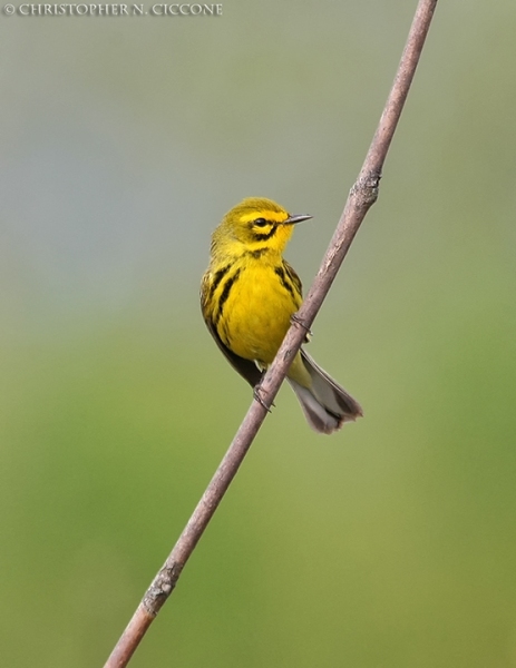 Prairie Warbler