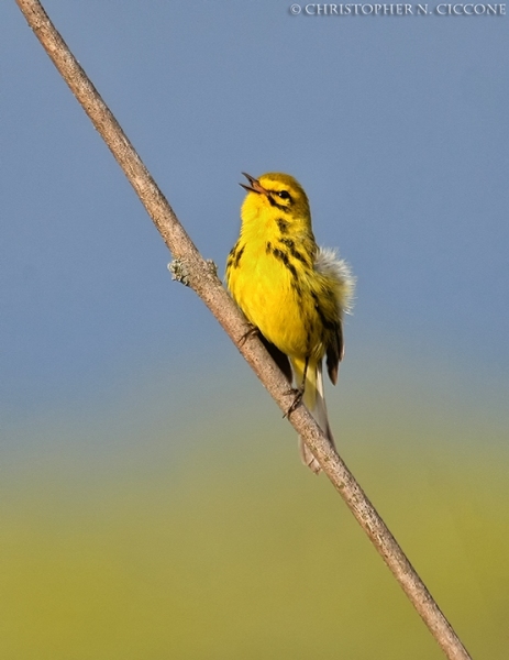 Prairie Warbler