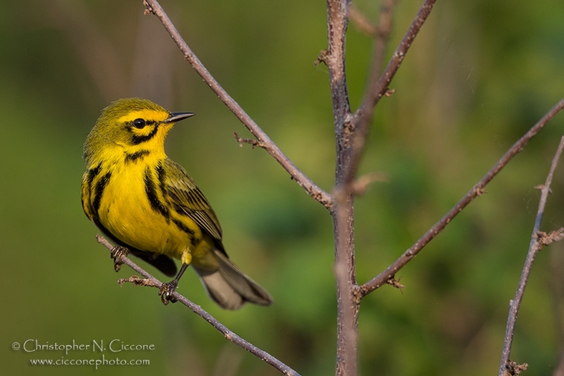 Prairie Warbler