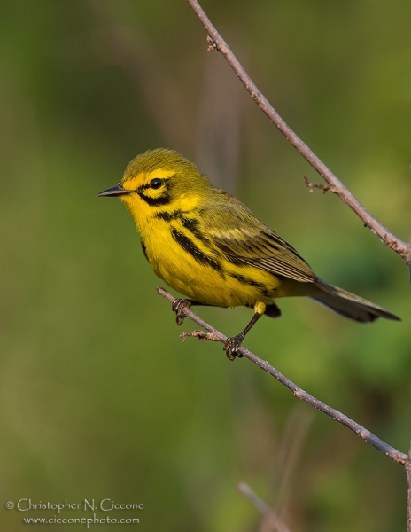 Prairie Warbler