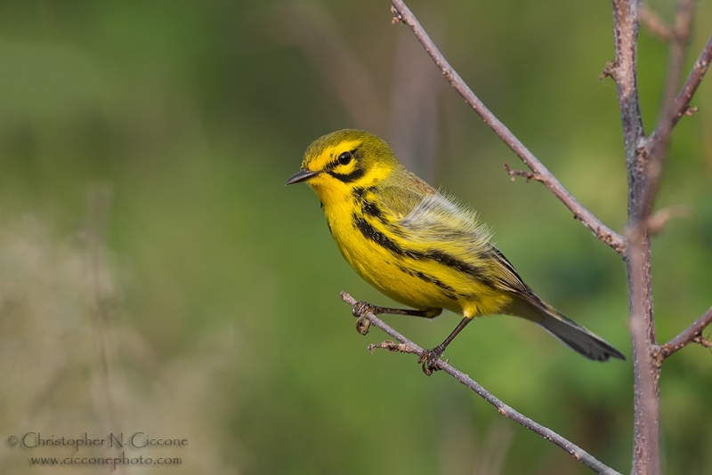 Prairie Warbler