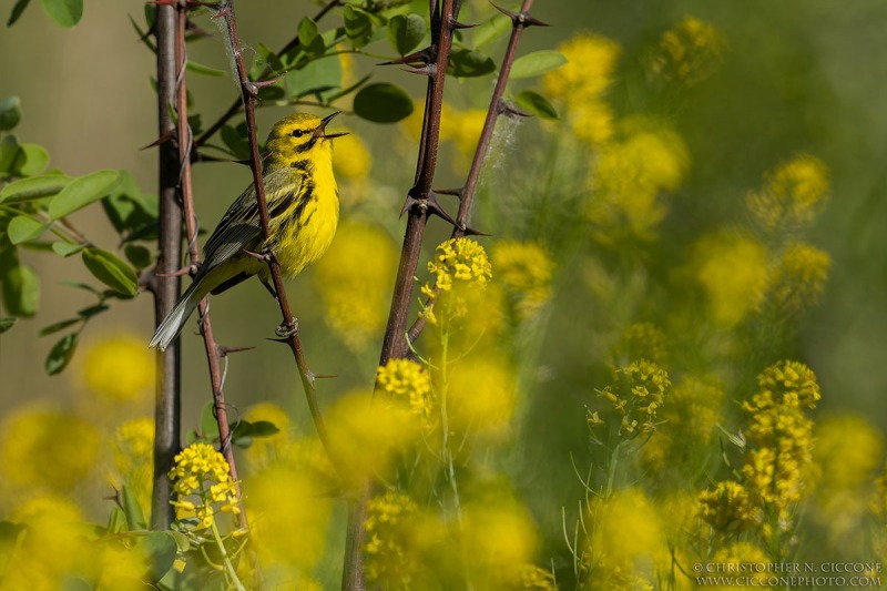 Prairie Warbler