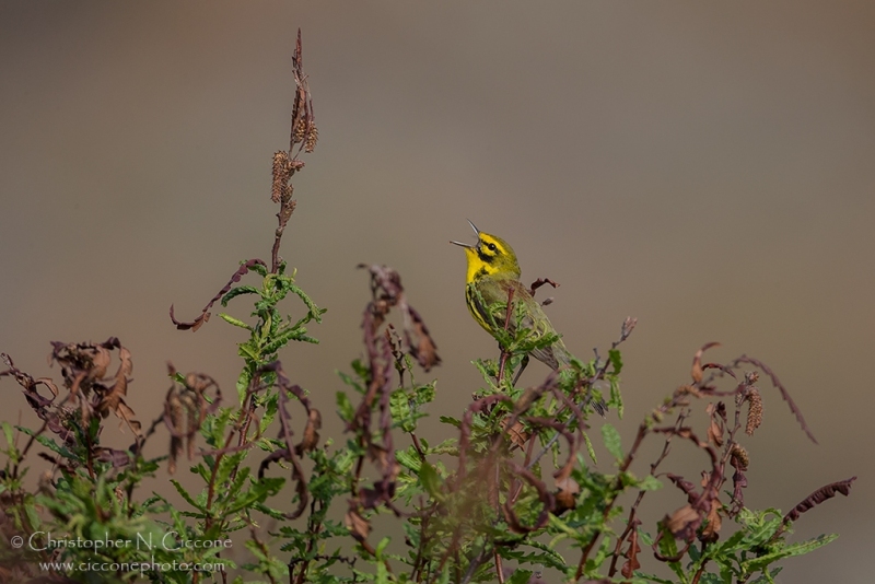 Prairie Warbler