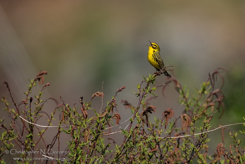 Prairie Warbler