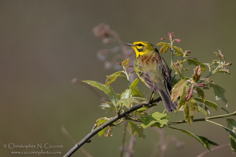 Prairie Warbler