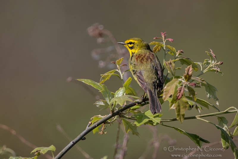 Prairie Warbler