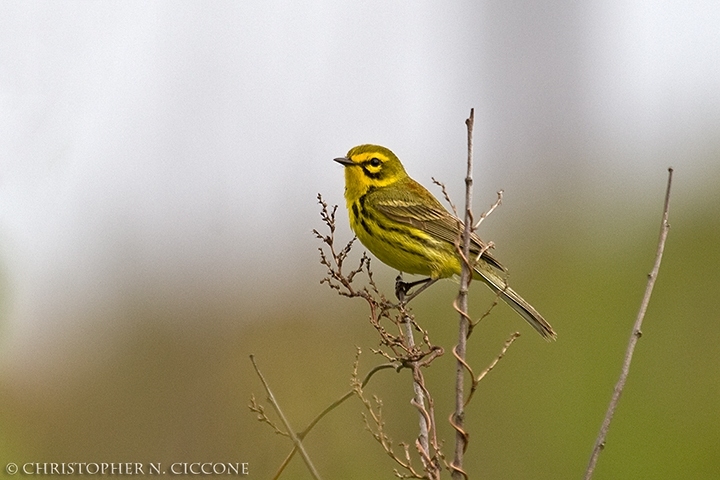 Prairie Warbler