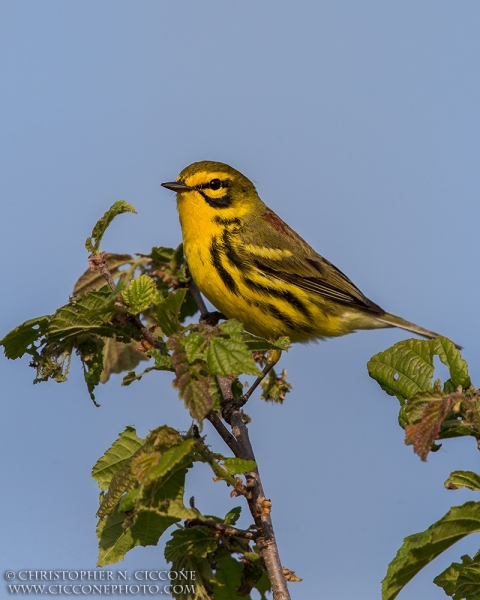 Prairie Warbler