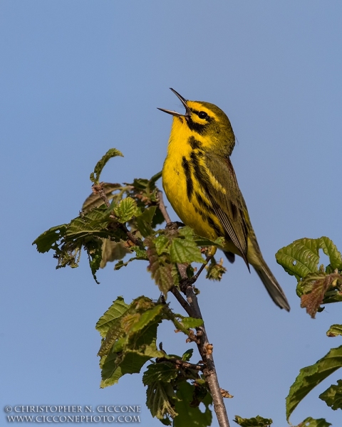 Prairie Warbler