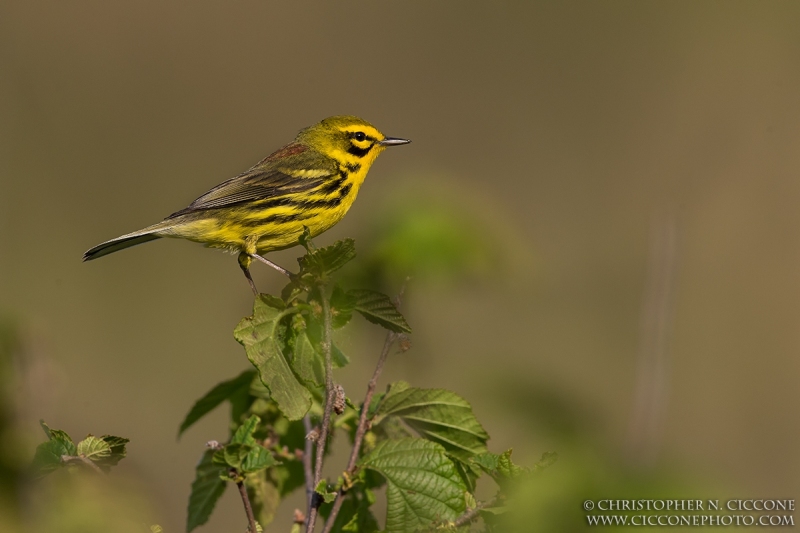 Prairie Warbler