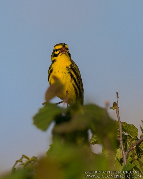 Prairie Warbler