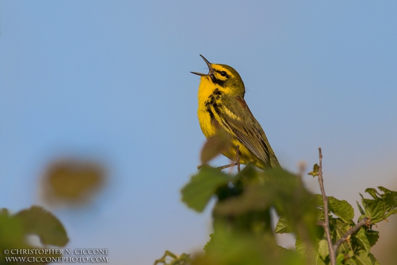 Prairie Warbler