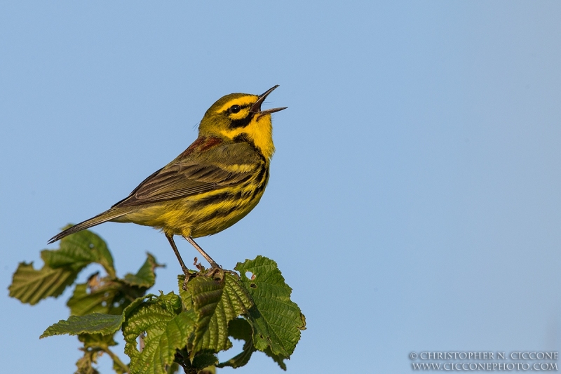 Prairie Warbler