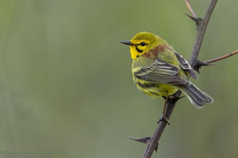 Prairie Warbler