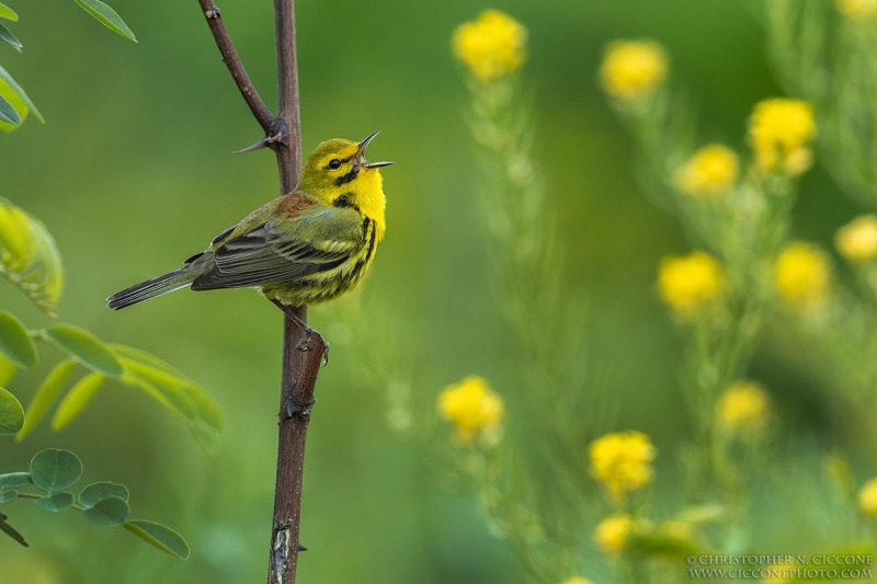 Prairie Warbler