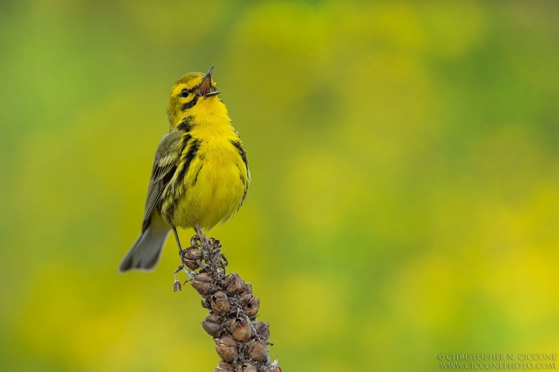 Prairie Warbler