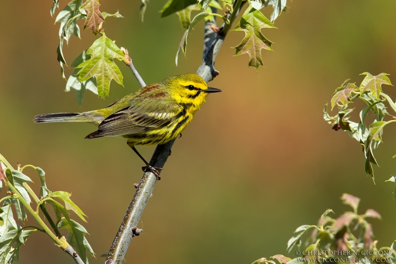 Prairie Warbler