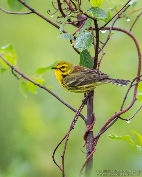 Prairie Warbler