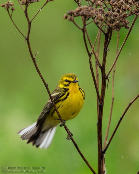 Prairie Warbler