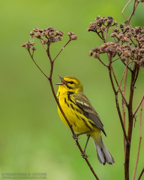 Prairie Warbler