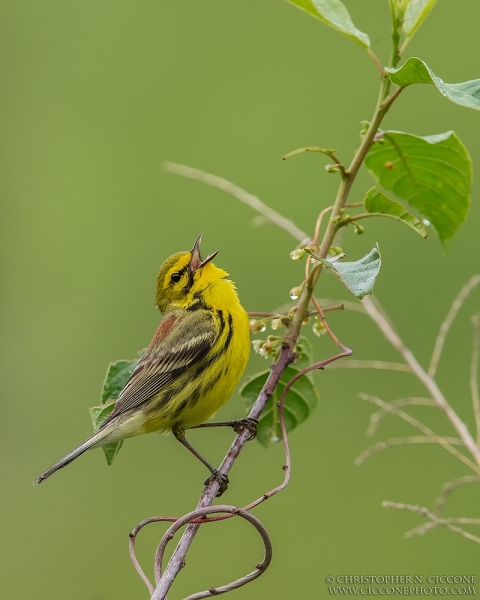 Prairie Warbler