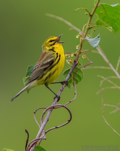 Prairie Warbler