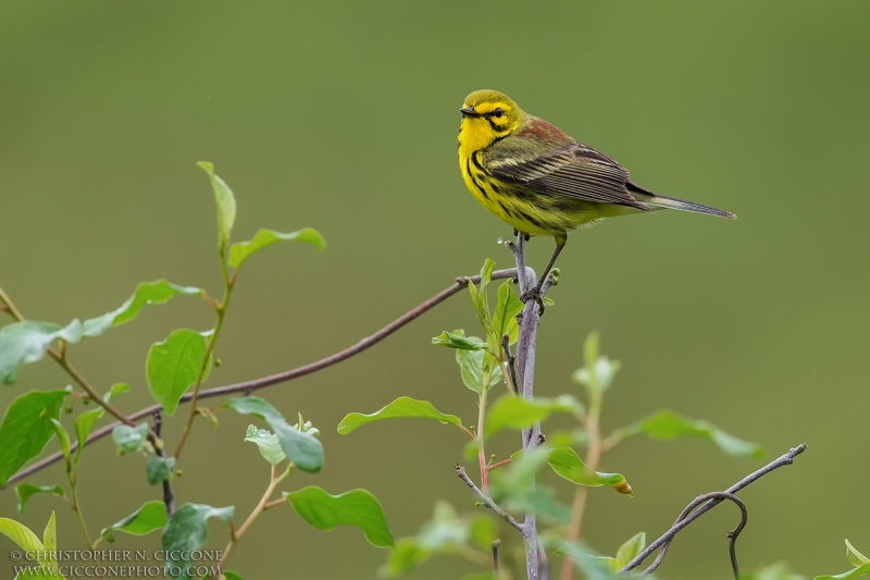 Prairie Warbler