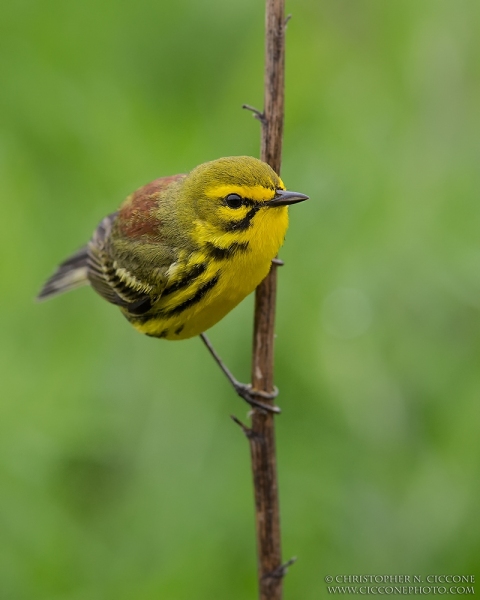 Prairie Warbler