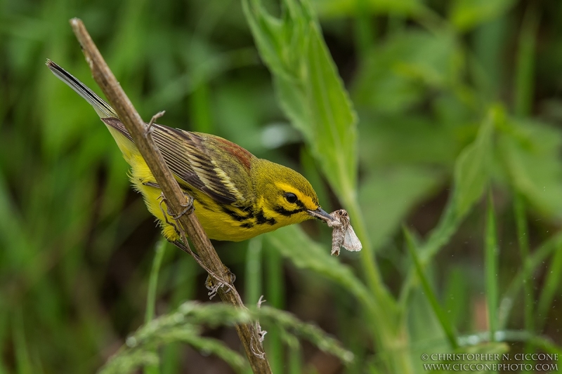 Prairie Warbler